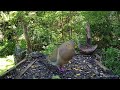 Mourning Dove Chase - How not to impress a girl!