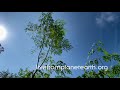 Moringa Meditation '21 (African/Jamaican Owned No-Till Permaculture Farm) livefromplanetearth.org