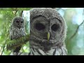 WISDOM - Raptors Delight Double Deluxe | Barred Owl Edition