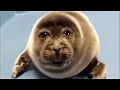 Happy seal (part 5?)