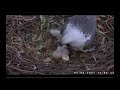 SE28 hatched on July 31 | 2021 Sydney White-bellied Sea Eagle