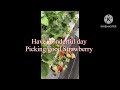 Best Strawberry Farm  #viral #japantourism #sweet