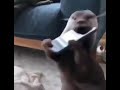 Otter playing Jazz