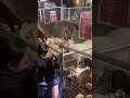 Que bonito esta los animales en la feria de Santa Maria California