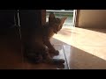 kucing cimi pura pura gak mau makan nyatanya mau lagi #video #viral #viralvideo #viralshorts#kitten