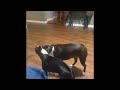 boston terrier star trek fight