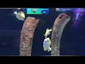 Satisfying aquarium footage