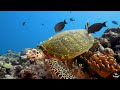 AQUARIUM 4K VIDEO [60FPS] - Dive Into The Secret Life Of Sea Creatures With Ocean Sounds