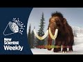 First complete woolly mammoth genome found in freeze-dried 