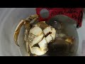 Dungeness Crab:  A Rather Unusual Crab Pot...