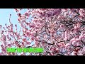 Spring with relaxing music