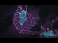 Origem das mutações génicas no DNA (Video HHMI Biointeractive)