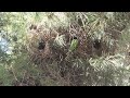 #12 Enormous Monk Parakeet (Quaker Parrot) Nests (Part 1) / オキナインコ