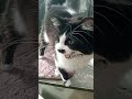 Cat Meows Compilation #65