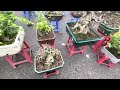 40TR - CÂY SUNG BONSAI HÀNG THI ĐẤU CỦA EM BẢO