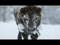 Yellowstone - Park der Extreme (1/2) Reupload | ARTE Family