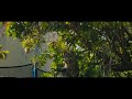 Sunlight Dreaming | SONY FX30 | Sigma 18-50MM F2.8 | 4K Cinematic Film