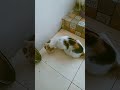 kucing lucu#viral#