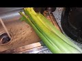 Celery primer.