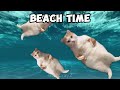 CAT MEMES: FAMILY VACATION COMPILATION TO BRAZIL + EXTRA SCENES