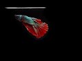 Super Beautiful World Betta Fish in 8k HDR 60fps Dolby Vision | Best of 2022 with Relaxing Music