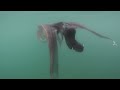 Wildlife Instincts | The Bizarre Underwater World of Noto Peninsula | Free Documentary Nature