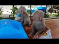 Best Care And Enough Feeding For Tiny Baby Monkey, Cute Baby Monkey