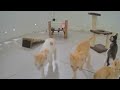 Funny Dog And Cat Videos 🐶 Funny And Cute Animal Videos 2024 😆🐈