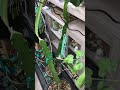 Feb 24 indoor Dragon fruit update pt1