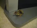Baby quails (Video 2)