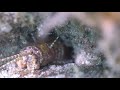 Blue Heron bridge diving - Bobbit worm/Bluethroat Pikeblenny - 07-24-20