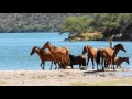 Salt River Wild Horses - Three bands show up for water at the same time!