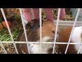 Green Chins | Guinea Pigs