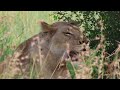 KRUGER PARK : The Best of Kruger 2023 #lions #knp #leopard