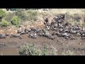 Tens of thousands of wildebeests migrate across the Mara River (Kenya) 20180802
