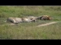 lions mating @ Maasai Mara 2