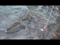 Salt Water Crocodile Feeding
