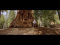 iPhone 11 Pro Cinematic Video Footage (shot in Sequoia National Park)