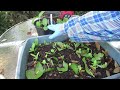 6 Ways to easily propagate the Miracle Leaf Plant (Kalanchoe).  Double/triple your plants with ease!