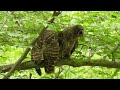 two barred owls