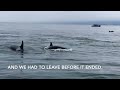 Orca Vs Huge Sea Lion on the Drone!