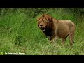 50 Incredible Lion Moments Caught On Camera