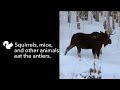Rare Video: Moose Loses an Antler | National Geographic