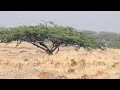 Indian Chinkara Chased by Feral Dogs | चिंकारा हरणांचा भटक्या कुत्र्यांकडून पाठलाग