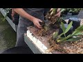 Repotting Oncidium orchids with Jim Durrant
