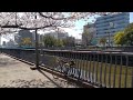 My Bike and Falling Sakura Petals at Kure. 2022