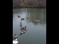 Animals/ducks/nature/waterfowl/outdoors/nature