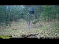 big buck robbing automatic deer feeder