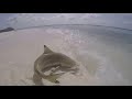 Shark Attack, ( doble ataque ) Islas Maldivas.