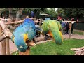 Macaws at Tropical Bird Land